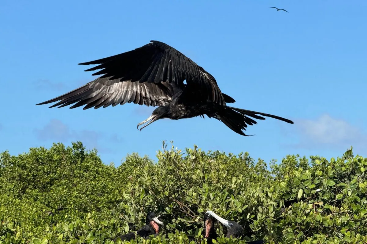Vögel Karibik