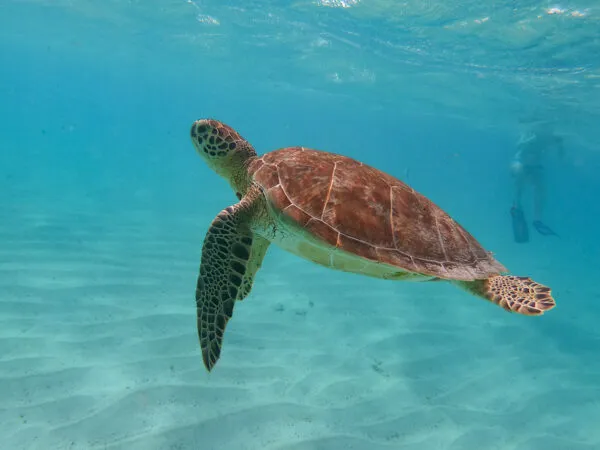 Eilandhoppen in de Grenadines